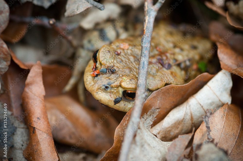 Frosch im Laub mit blindem Passagier Frosch im Laub mit blindem Passagier