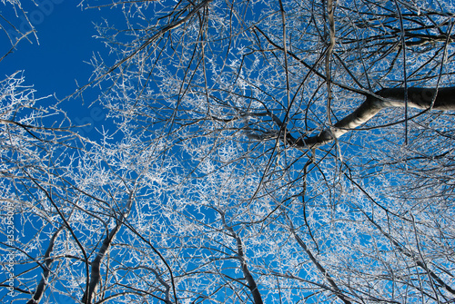 frozen trees 
