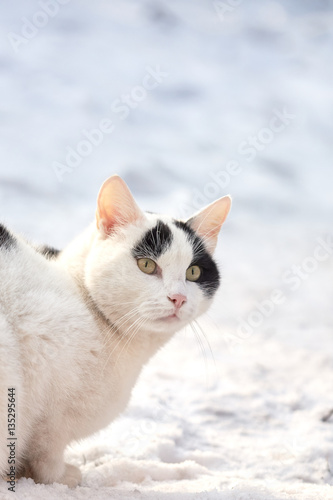 Domestic cat sitting in snow. Plenty of copy space