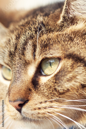 Closeup of brown domestic cat's head with eye in focus © nedim_b