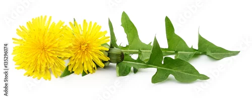 Panel kuchenny z motywem Two dandelions with leaves.