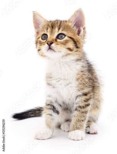Kitten on white background.