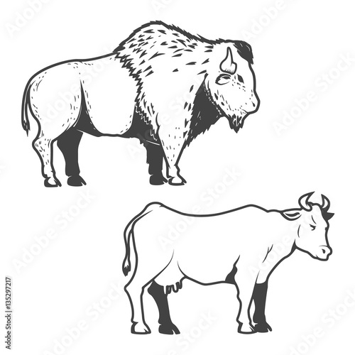 Cow and buffalo icons isolated on white background. Bizon.