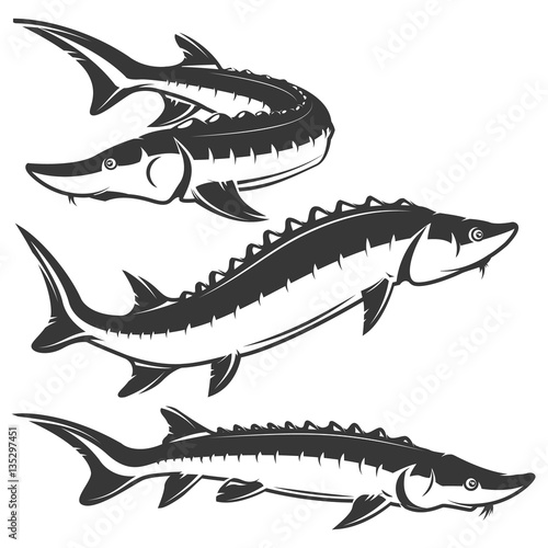 Set of sturgeon icons isolated on white background.
