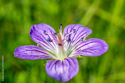 Fototapeta Naklejka Na Ścianę i Meble -  Geranium pratense, meadow geranium selective focus closeup 