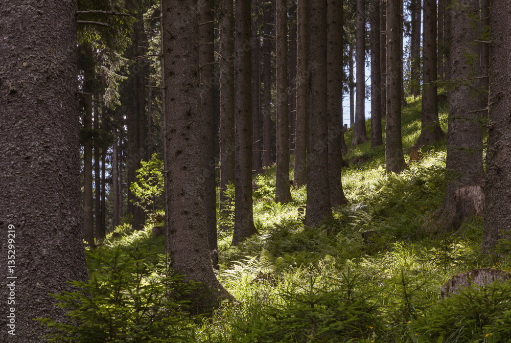 Bergwald in Kaernten Bergwald in Kaernten