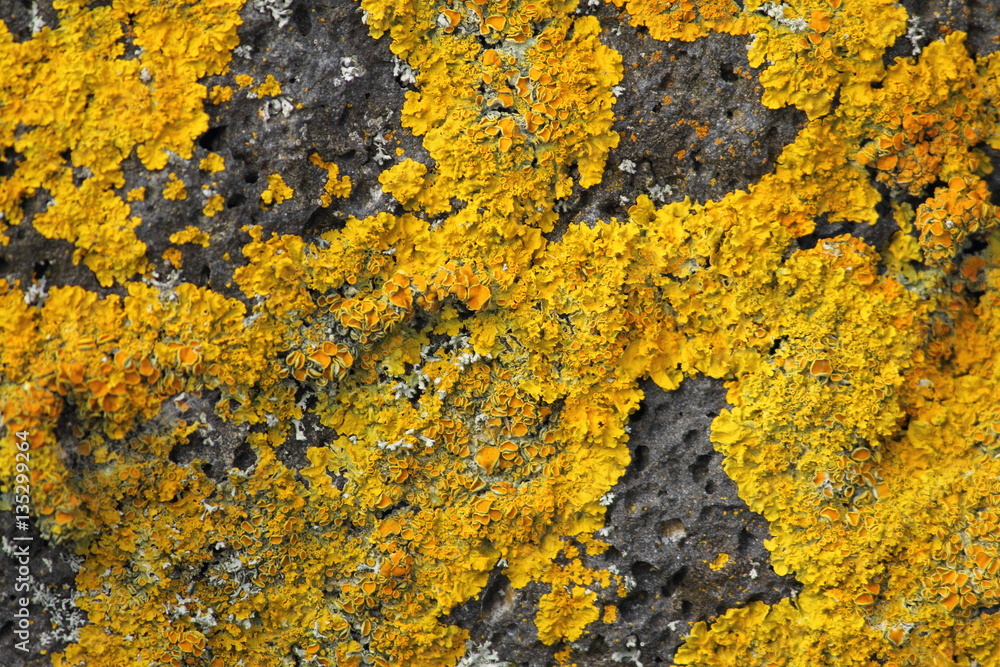 lichen on the rock lichen on the rock