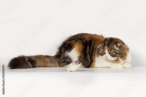 Scottish Fold cat and mouse on a white background