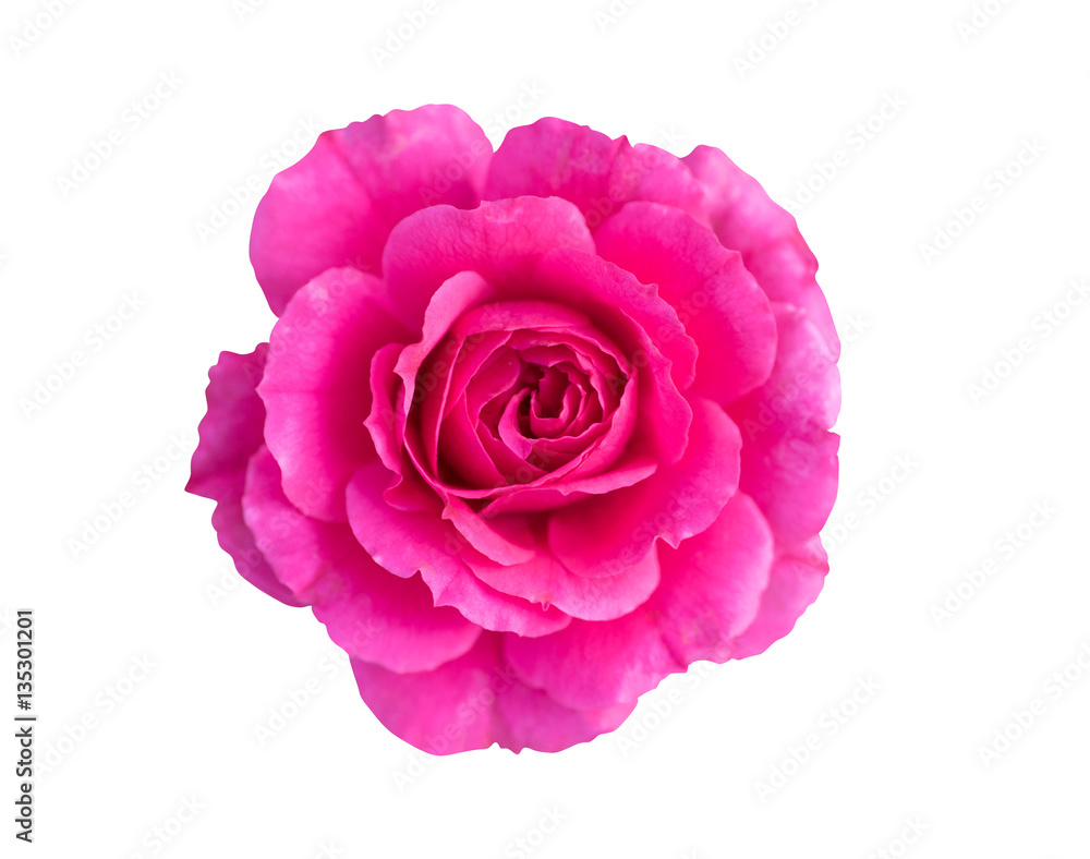 Top view of beautiful shocking pink rose with sun light isolated on white background with clipping path. Top view of beautiful shocking pink rose with sun light isolated on white background with clipping path.