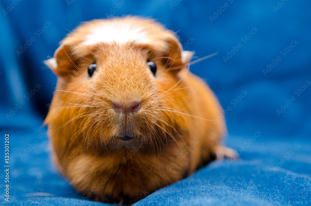 Funny guinea pig on a blue background Funny guinea pig on a blue background