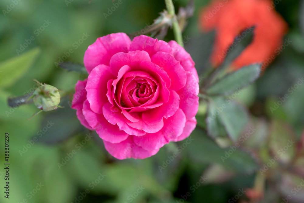 Top view of beautiful shocking pink rose with sun light in the garden. Top view of beautiful shocking pink rose with sun light in the garden.