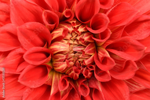 Closeup of red dahlia flower