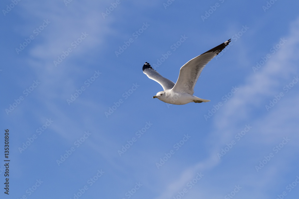 Obraz premium Bird sea gull flying at the Salton Sea in the California desert