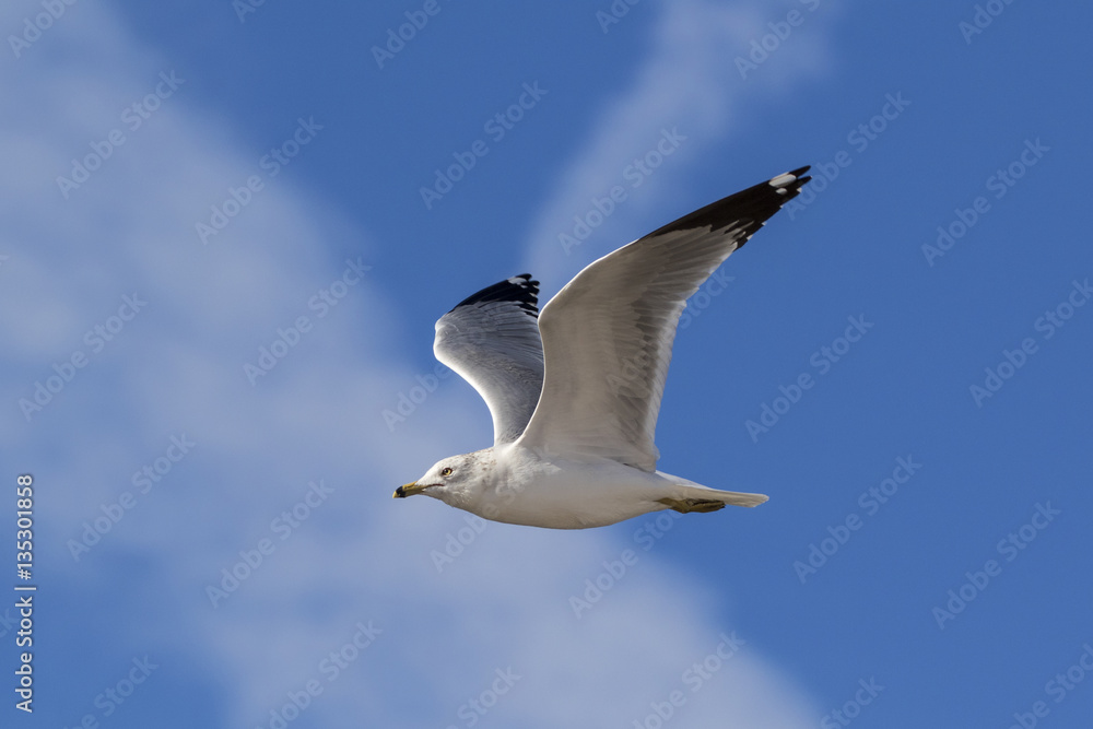 Bird sea gull at the Salton Sea Bird sea gull at the Salton Sea