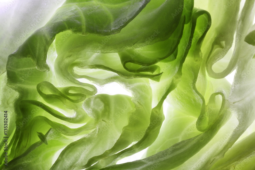 Iceberg lettuce Iceberg lettuce
