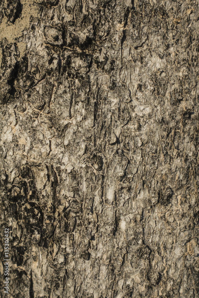 nature background of tree's bark nature background of tree's bark