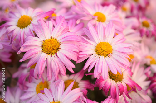 Closeup of pink chrysanthemum flowers