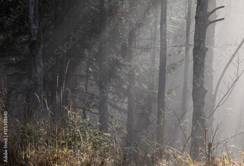 Wald im Nebel