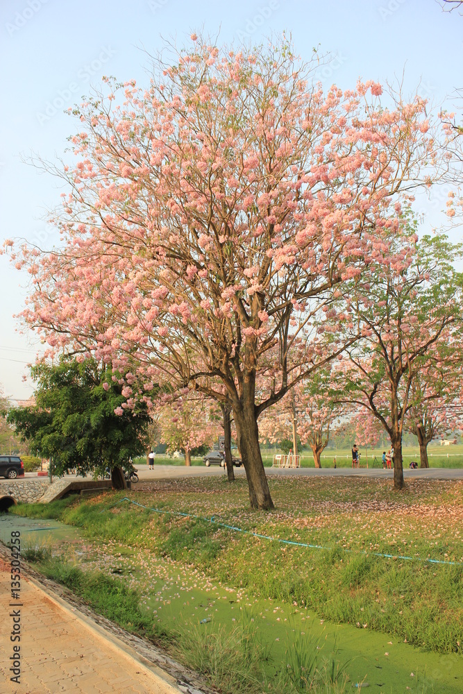 Kasetsart University Kamphaeng Saen Campus