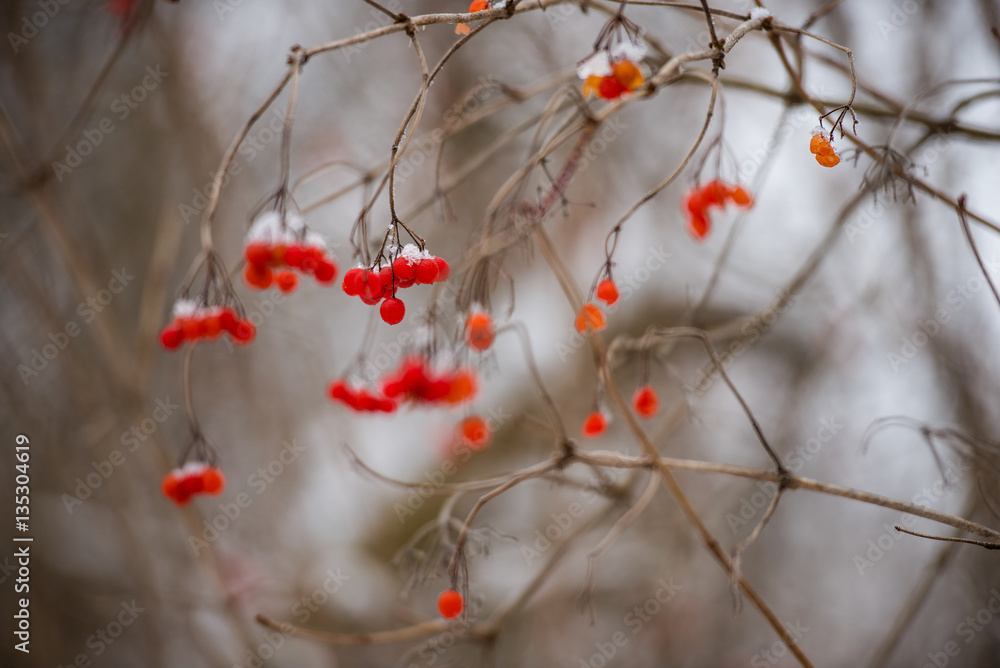Jarzębina zimą / Mountain ash during winter Jarzębina zimą / Mountain ash during winter