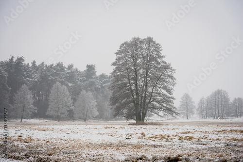 Zimowy krajobraz (Winter Landscape)