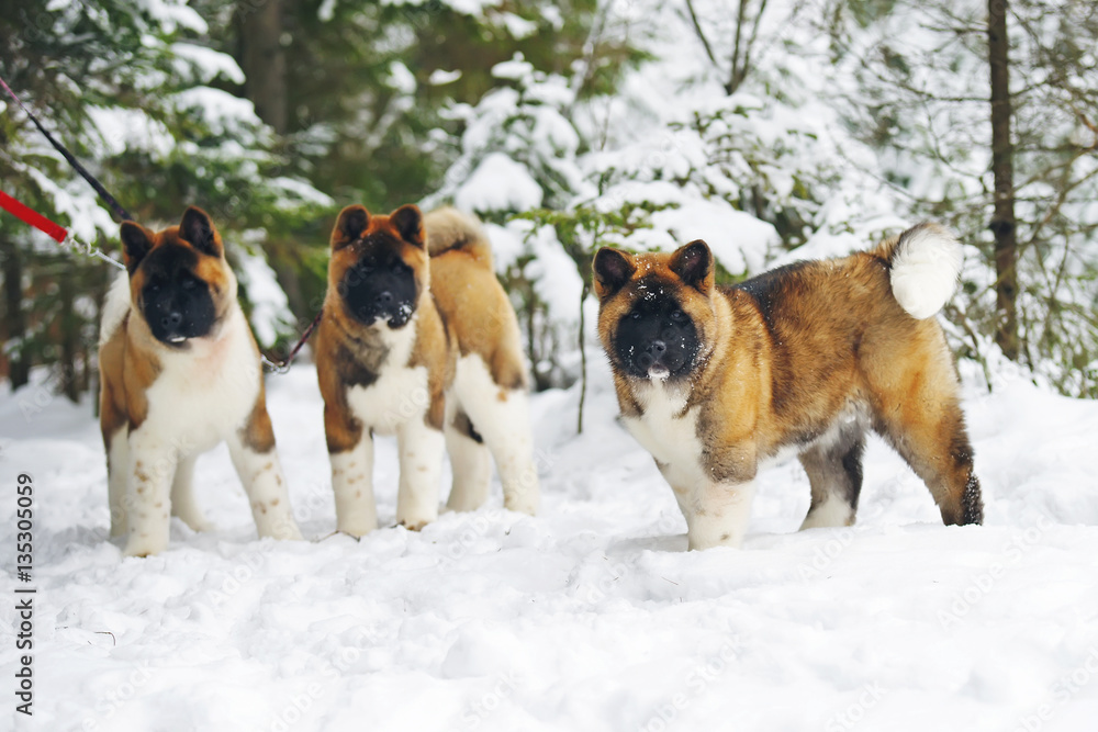 Three American Akita puppies posing in a snow in winter forest Three American Akita puppies posing in a snow in winter forest