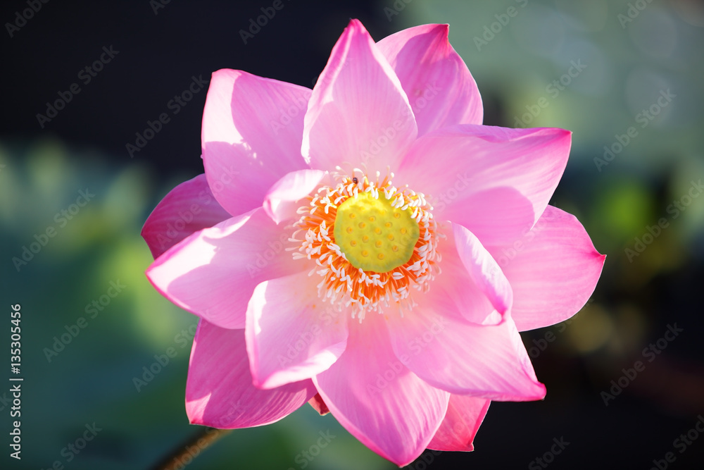blooming lotus flower with nature background. blooming lotus flower with nature background.