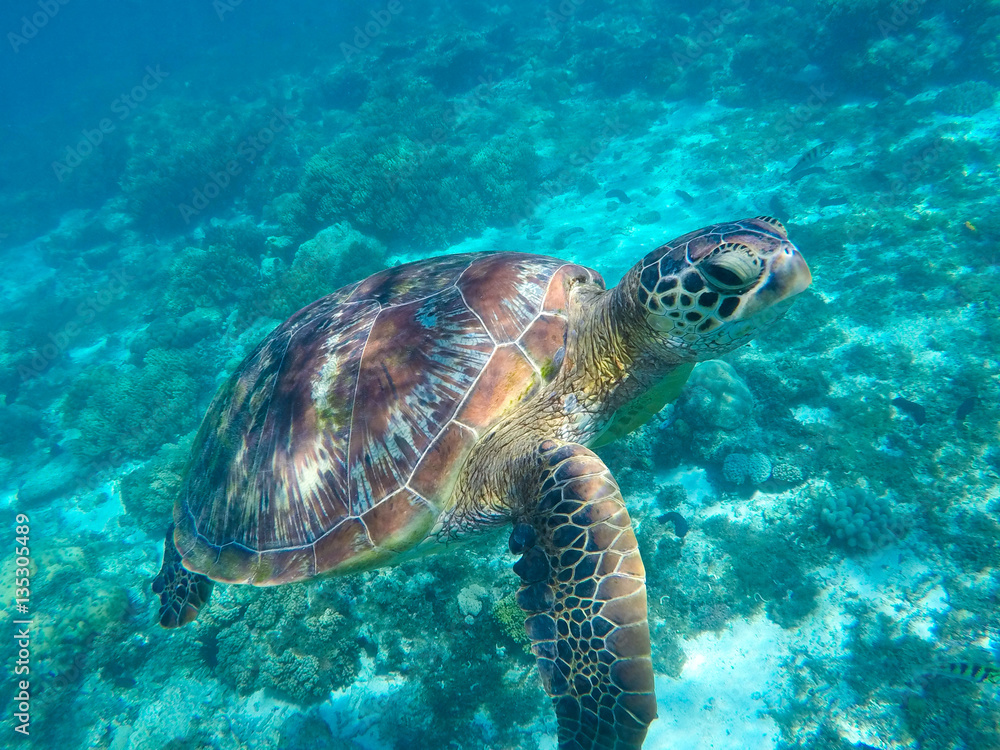 Obraz premium Green tortoise close underwater photo. Tropical sea animal in wild nature