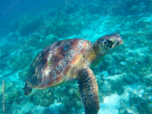 Green tortoise close underwater photo. Tropical sea animal in wild nature