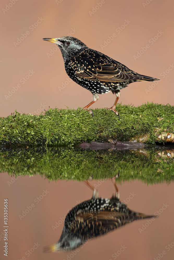 Male and female starlings taken in beautiful light to show the amazing