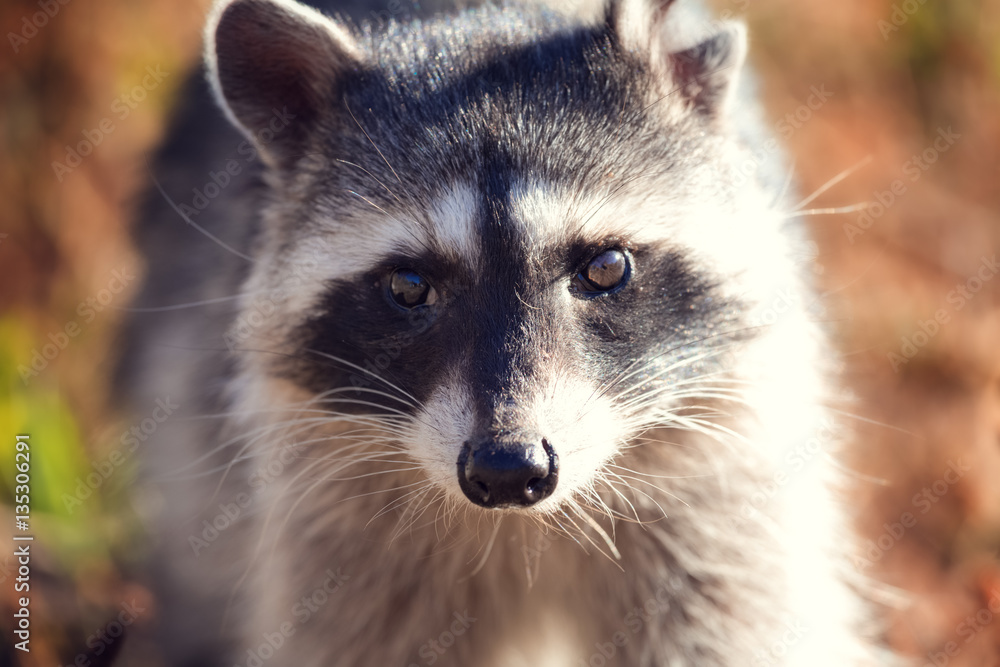 Close up shot of racoon at nature Close up shot of racoon at nature