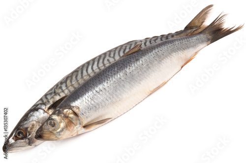 Mackerel and herring