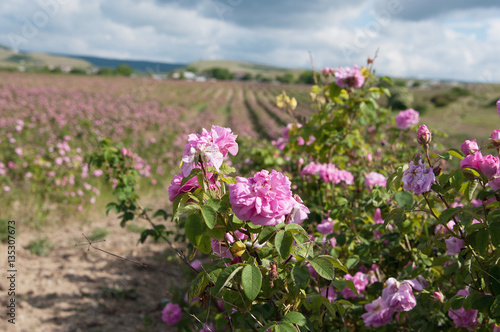 pink damask rose bush closeup on field background, local focus, shallow DOF 