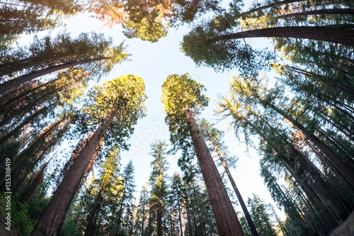 Photography Sequoia trees in the forest