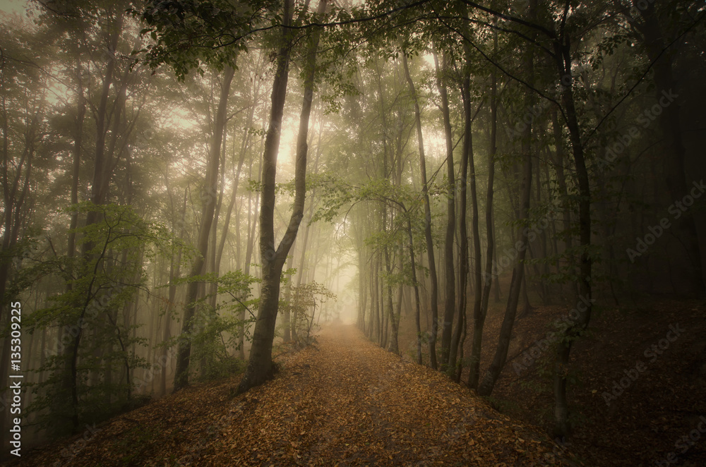 Obraz premium Forest path in mysterious foggy landscape