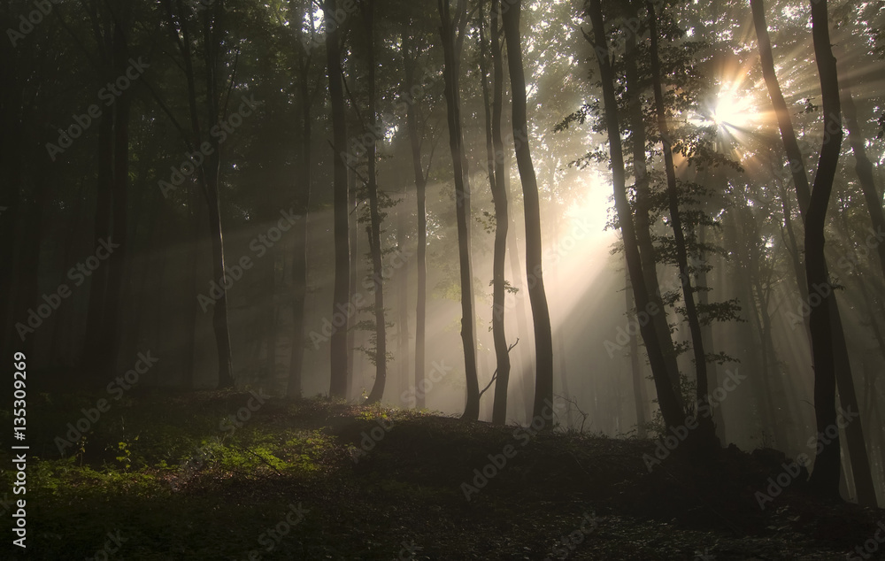 Fototapeta premium Sun rays in misty forest. Sun shining through trees in dark fantasy woods on summer morning