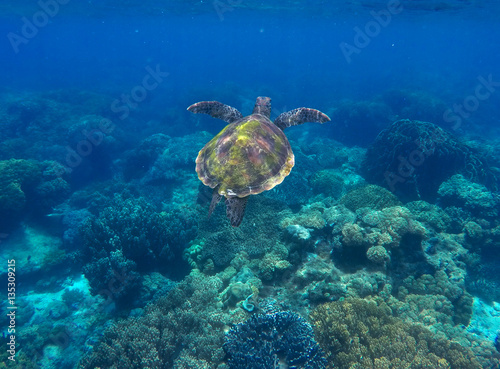 Fototapeta Naklejka Na Ścianę i Meble -  Sea turtle and coral reef. Green turtle swimming in deep blue sea.