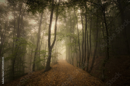 Forest path in mysterious foggy landscape