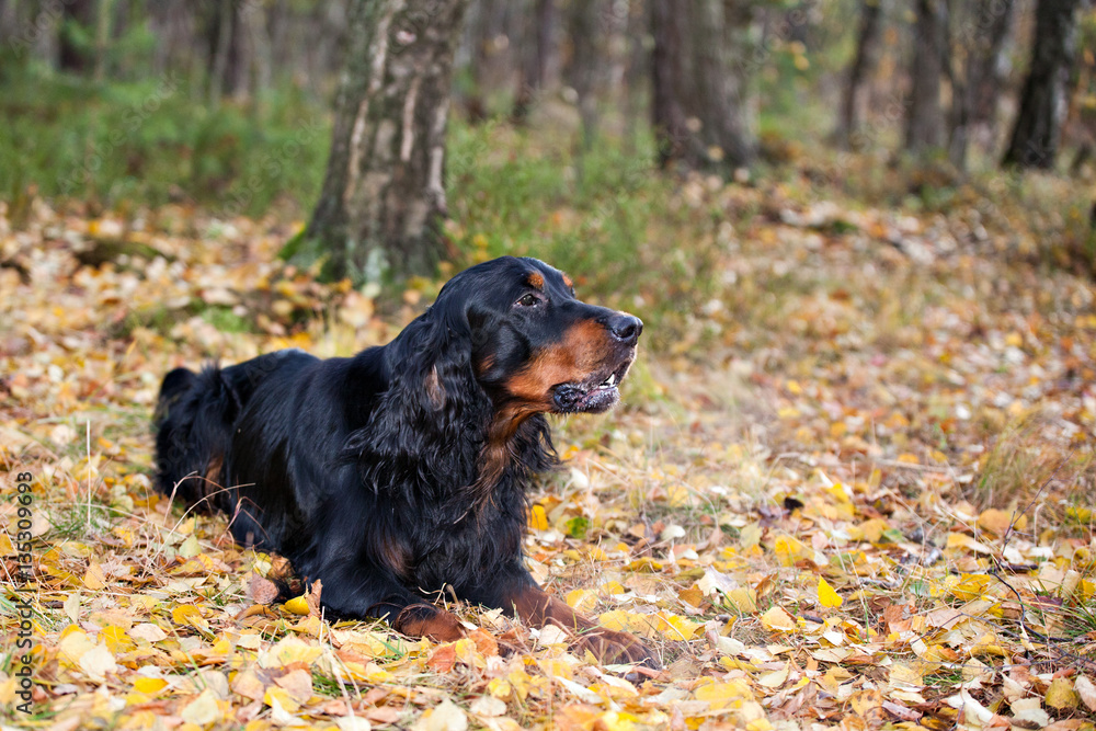 Gordon Setter dog breed is in the autumn woods and barks