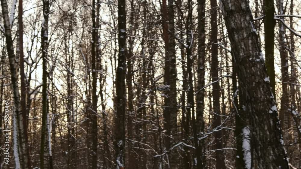 Sun Flare In Winter Forest. Snow Falling. Motion Camera. Sun Flare In Winter Forest. Snow Falling. Motion Camera.