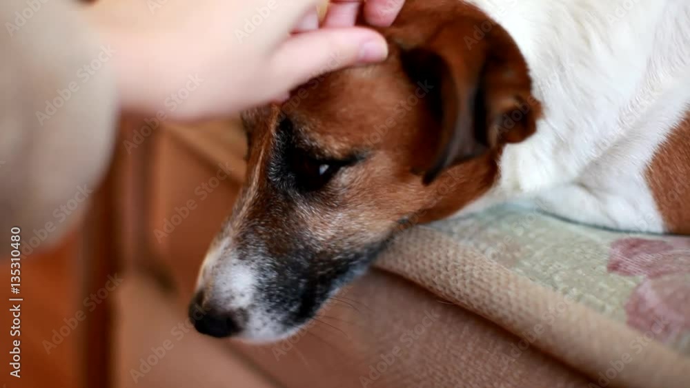 Girl petting a dog Girl petting a dog
