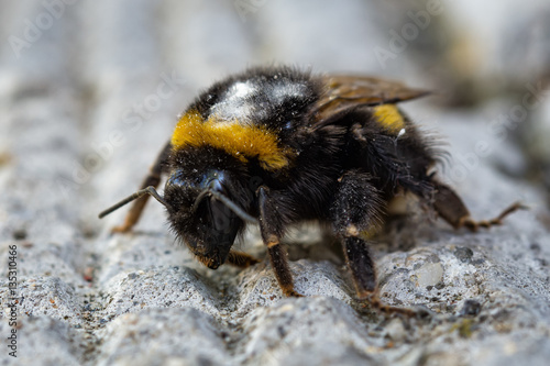bumble bee, closeup © petiast