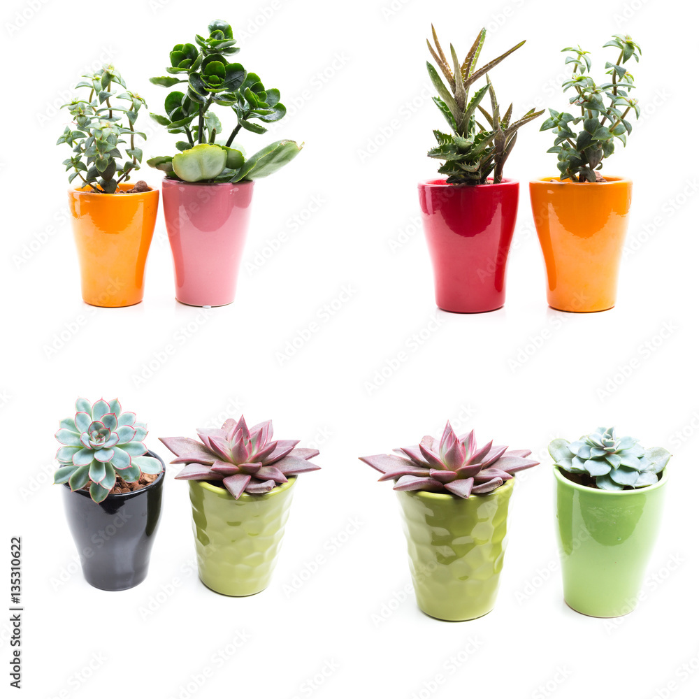 Fototapeta premium green plants in flower pots on white background