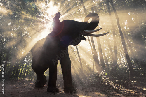 Photography Elephant and Mahout at Surin Province, Thailand