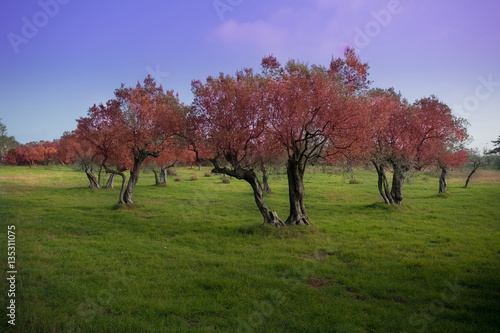 Scenic landscape with surreal red leaf trees on green meadow covered in soft grass against blue sky