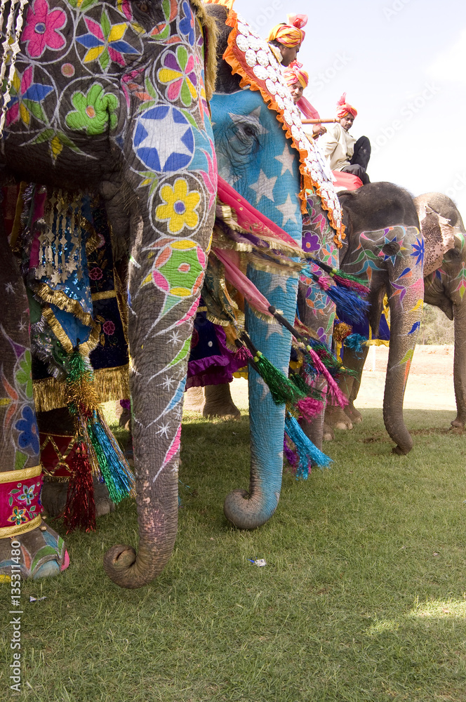 Obraz premium colorful elephants , festival , Jaipur, Rajasthan, India