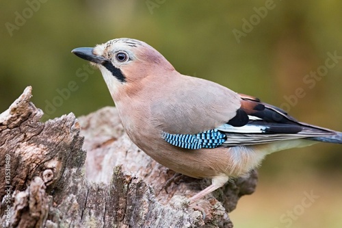 Eurasian jay - Garrulus glandarius, sitting on a branch in nature. Wildlife. Europe, country Slovakia, region Horna Nitra. photo