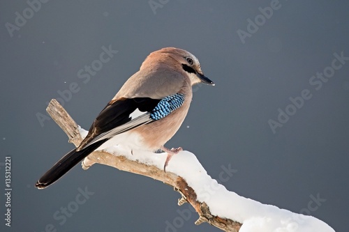 Eurasian jay - Garrulus glandarius, sitting on a branch in nature. Wildlife. Europe, country Slovakia, region Horna Nitra. photo