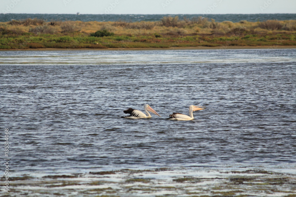 pelican couple in the water