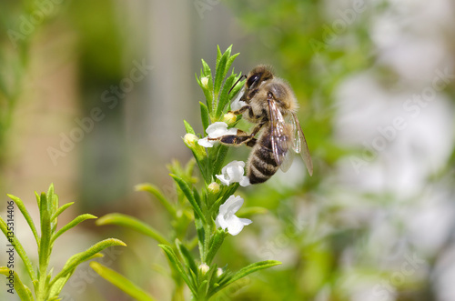 Honey bee collecting and extracting nectar from white thyme flowers. European or Western honey bee, Apis mellifera pollinating on evergreen herb Thymus vulgaris. Macro photo close up.